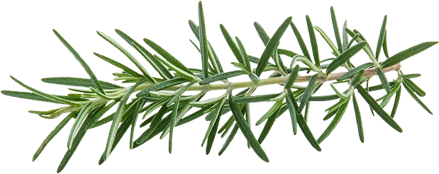 Rosemary